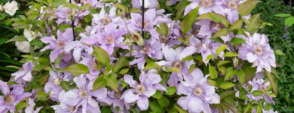 Путеводитель по клематису: от посадки до пышного цветения