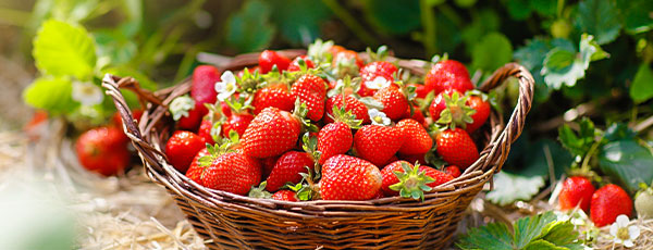 Садовая земляника – королева сада! Как правильно выбрать сорта