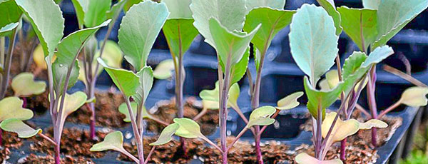 Що посіяти на розсаду в квітні: список овочів і квітів - GradinaMax Що посіяти на розсаду в квітні: список овочів і квітів