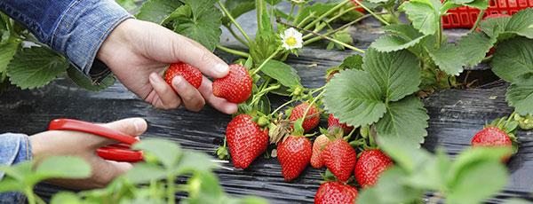 Що робити на дачі в червні: найважливіші справи - GradinaMax Що робити на дачі в червні: найважливіші справи