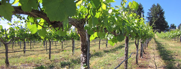 Що робити в саду і на городі у вересні: ТОП 30 важливих справ - GradinaMax Що робити в саду і на городі у вересні: ТОП 30 важливих справ