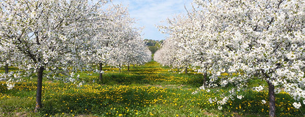 Що робити в саду і на городі в травні: календар робіт - GradinaMax Що робити в саду і на городі в травні: календар робіт