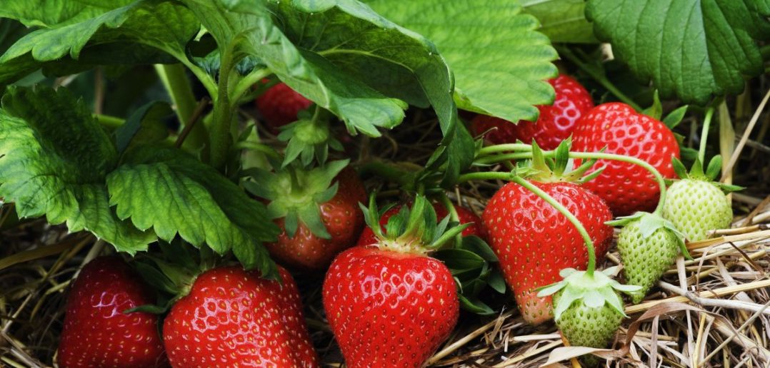 Что делать с клубникой осенью перед заморозками