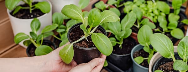 Що сіяти у квітні на розсаду в Україні: квіти, овочі, пряні трави