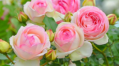 Что такое плетистые розы и как за ними ухаживать