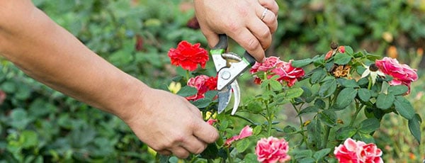 Секреты летнего ухода за розами, чтобы пышно цвели