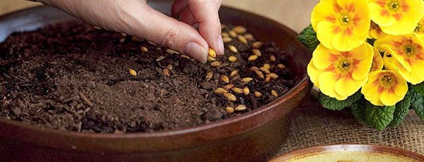 Сеем цветы под зиму правильно