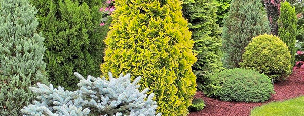 Сонячні опіки у хвойних - що робити, як врятувати - GradinaMax Сонячні опіки у хвойних - що робити, як врятувати