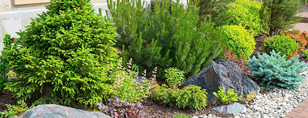 Сосна, ялиця, ялівець, туя – посадка і догляд восени - GradinaMax Сосна, ялиця, ялівець, туя – посадка і догляд восени