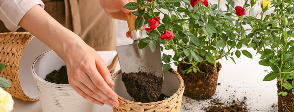 Розы в горшках: 10 секретов успешного выращивания - GradinaMax Розы в горшках: 10 секретов успешного выращивания