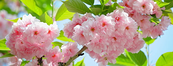 Откройте для себя очарование японской вишни: как ухаживать за этим растением, чтобы наслаждаться ее пышным цветением?