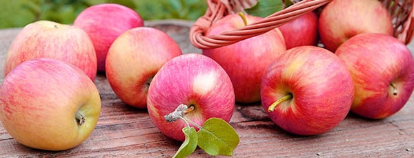 Яблоки без червяков: как избавиться от вредителей в саду