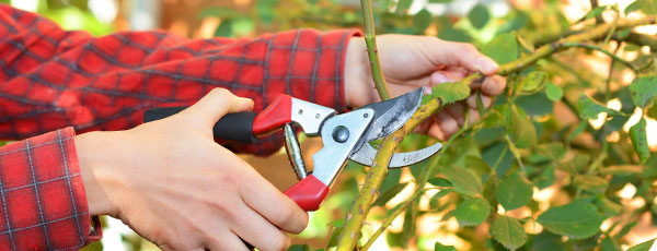 Как ухаживать за розами после цветения: 7 обязательных процедур