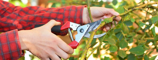 Как и когда обрезать розы?