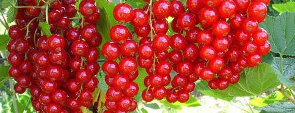 Как получить небывалый урожай смородины
