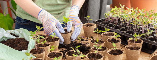Як підготувати розсаду рослин? Все, що вам потрібно знати