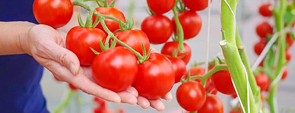 Как выращивать помидоры и ухаживать за ними - GradinaMax Как выращивать помидоры и ухаживать за ними