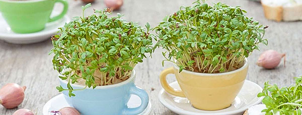 Как вырастить зелень на подоконнике: сажаем ароматный мини-огородик - GradinaMax Как вырастить зелень на подоконнике: сажаем ароматный мини-огородик