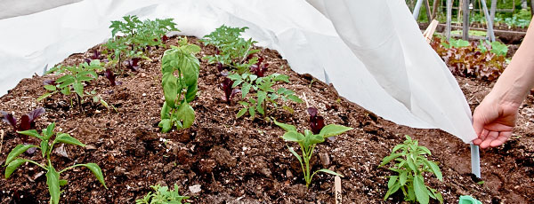 Як захистити рослини від заморозків навесні: сад, город - GradinaMax Як захистити рослини від заморозків навесні: сад, город