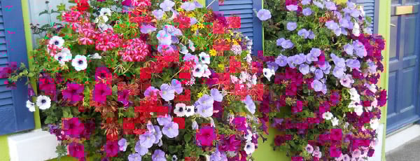 Які квіти цвітуть усе літо — ТОП-10 від магазину GradinaMax