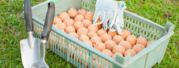 Яровизация картофеля: зачем, когда, как - GradinaMax Яровизация картофеля: зачем, когда, как