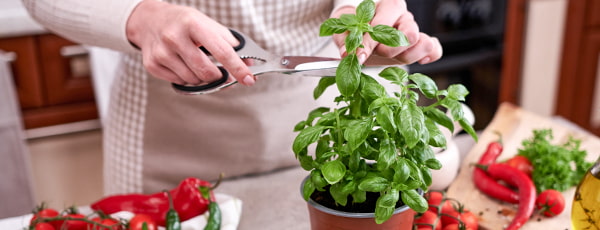 Завжди під рукою: як виростити базилік вдома