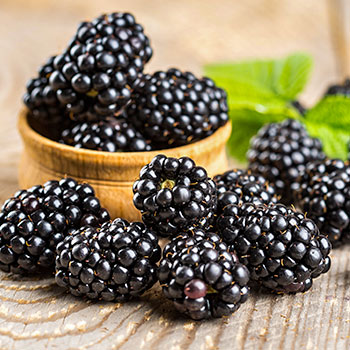 Ожина ремонтантна