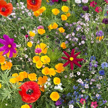 Квіткова суміш