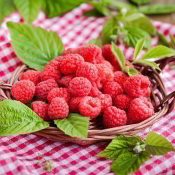 Малина (Rubus)
