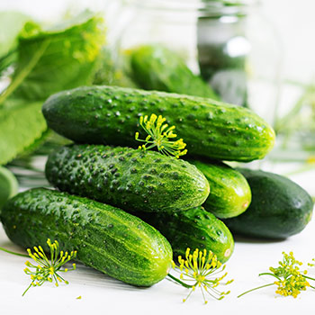 Огірок бджолозапильний