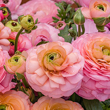 Ранункулюс