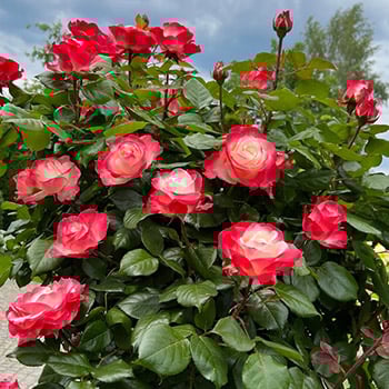 Троянди чайно-гібридні