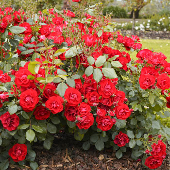 Троянди флорібунда