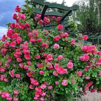 Розы плетистые