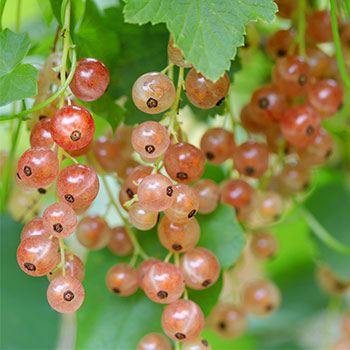 Порічки рожеві