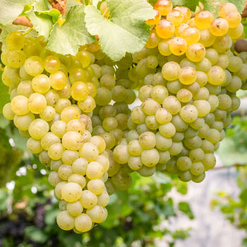 Виноград безкісточковий