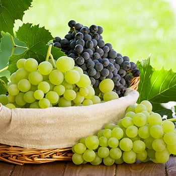 Виноград (Vitis)