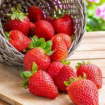 Земляника, Клубника