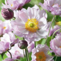 Анемона японська Королева Шарлотта зображення 2 артикул 67088