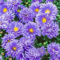 Айстра новобельгійська Блю зображення 2 артикул 76174