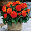 Бегонія Дабл Оранж зображення 2 артикул 76381
