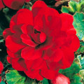 Бегонія махрова Red артикул фото 1 Бегонія махрова Red зображення 1 артикул 70461
