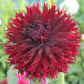 Жоржина бахромчата (далія) Кенора Макоп зображення 1 артикул 67140