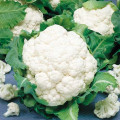 Капуста цвітна Майорка F1, насіння зображення 1 артикул 65478