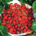Клубника Ананасная, семена рисунок 2 артикул 65509