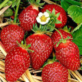Клубника Ананасная, семена рисунок 1 артикул 65509