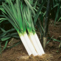 Цибуля-порей Швейцарський гігант, насіння зображення 4 артикул 65483