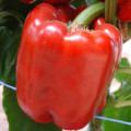 Перець солодкий Червоний бик зображення 1 артикул 65214