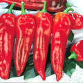 Перець гострий Полум'я дракона зображення 1 артикул 65213