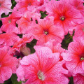 Петунія ампельна Даймонд Роуз F1, насіння артикул фото 2 Петунія ампельна Даймонд Роуз F1, насіння зображення 2 артикул 66279